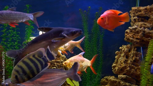 Exotic fishes in aquarium 