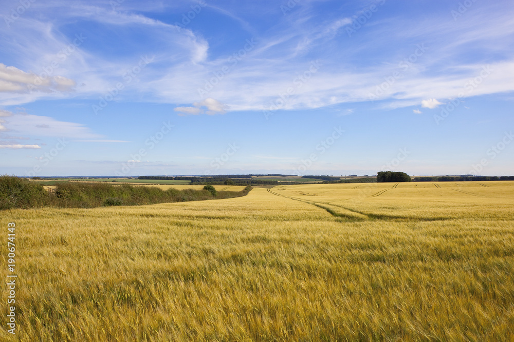 yorkshire wolds barley fields