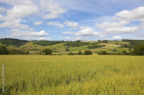 oat field and hills