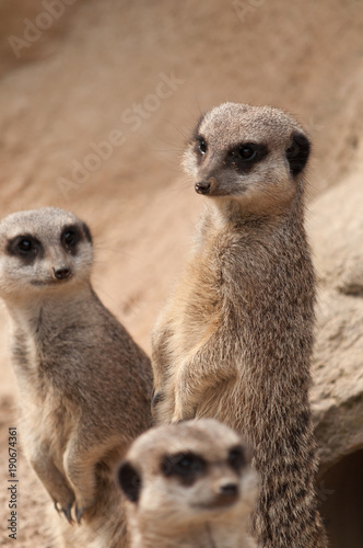 Three meerkats standing up and looking alert