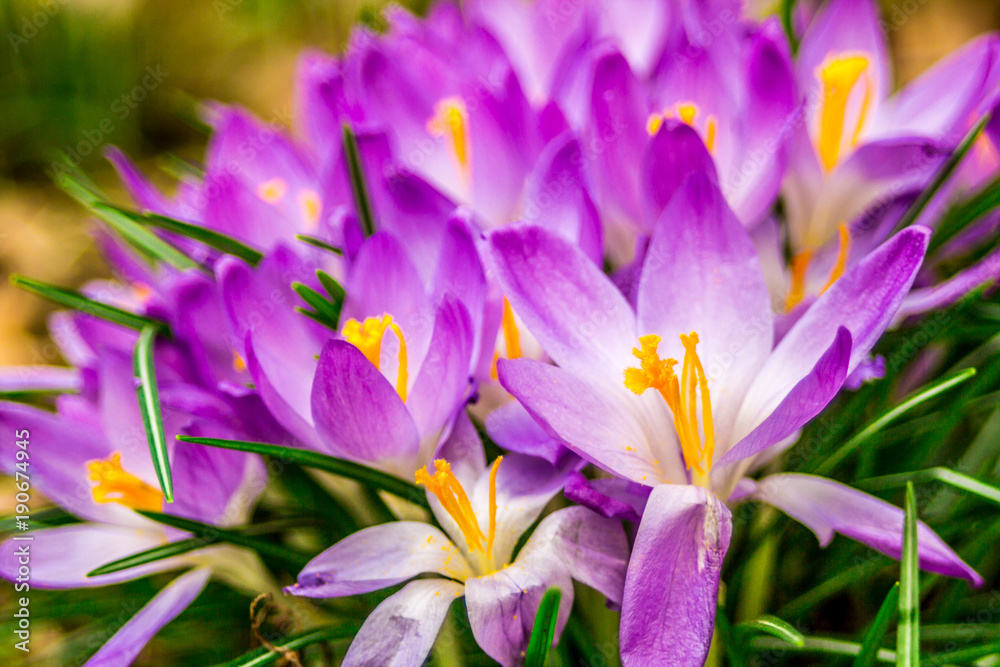 Naklejka premium Crocus, plural crocuses or croci is a genus of flowering plants in the iris family. A single crocus, a bunch of crocuses, a meadow full of crocuses, close-up crocus,