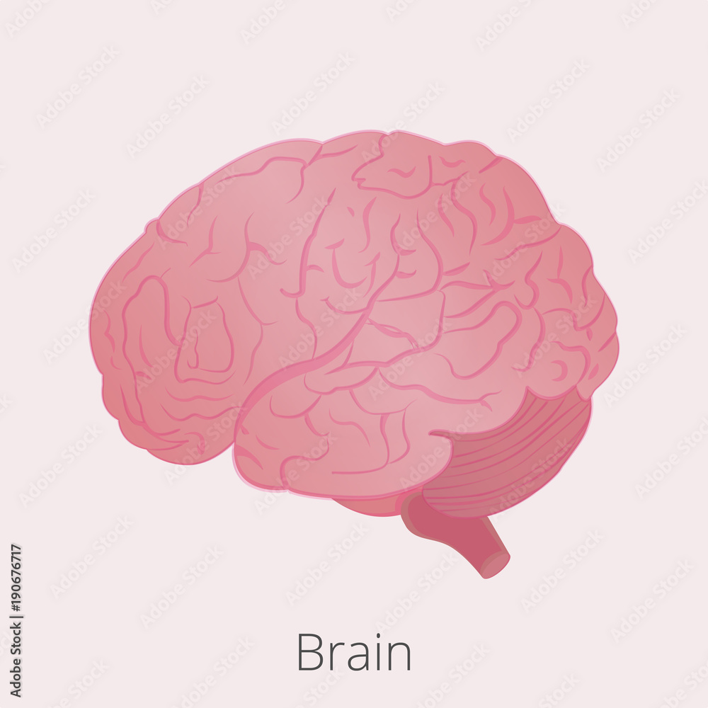 Brain Brain