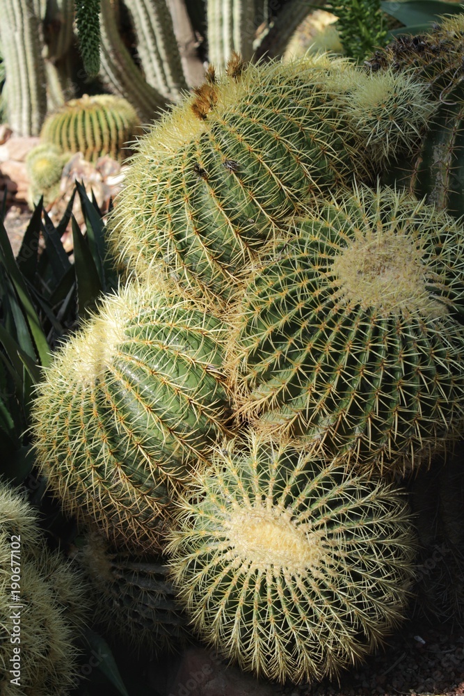 Echinocactus Grusonii in the garden Echinocactus Grusonii in the garden