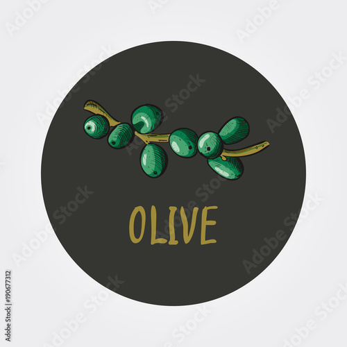 Vector green Olives Branch with Leaves. Label of olives Healthy vegetables and vegetarian food.