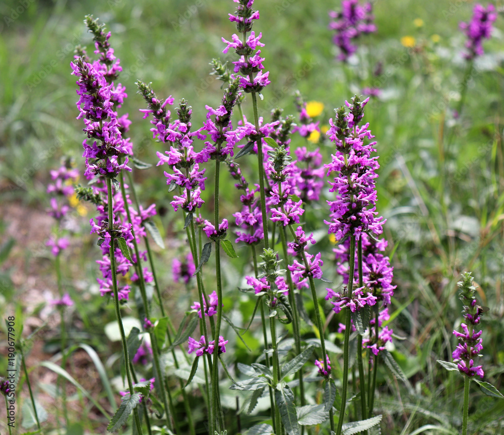 Fototapeta premium Blooming Betonica officinalis,medicinal plants, herbs in the garden.