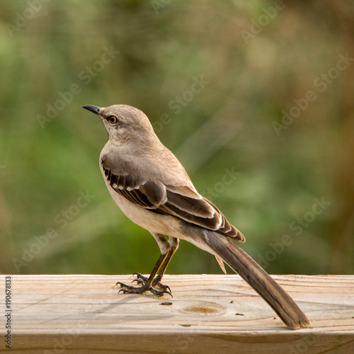 Northern Mockingbird photo