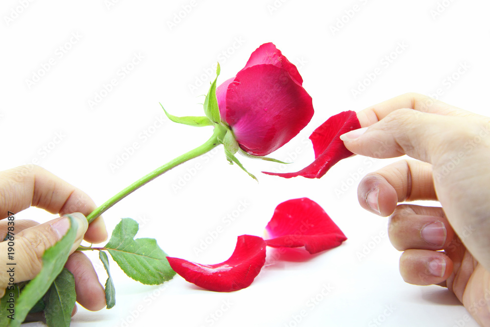 Can You Pluck Rose Petals 