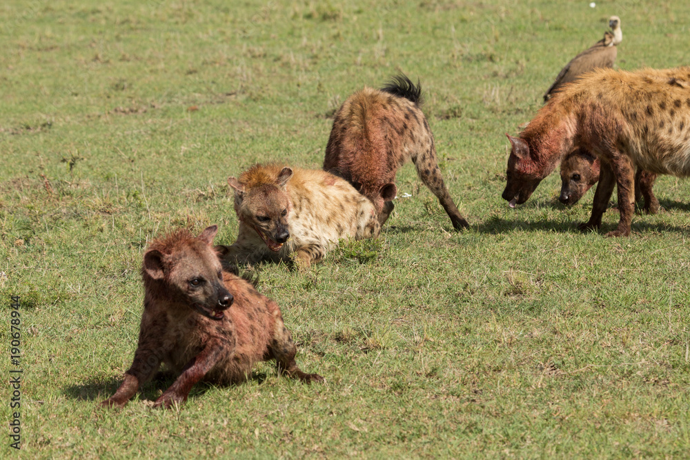 hyenas squabbling over the carcass of a zebra on the grasslands of the Maasai Mara, Kenya hyenas squabbling over the carcass of a zebra on the grasslands of the Maasai Mara, Kenya