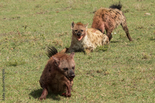 hyenas squabbling over the carcass of a zebra on the grasslands of the Maasai Mara, Kenya photo