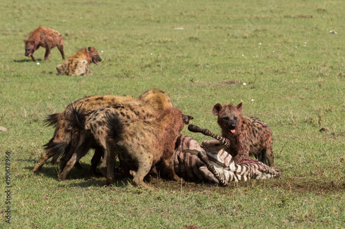 hyenas dividing the carcass of a dead zebra on the grasslands of the Maasai Mara, Kenya © lindacaldwell