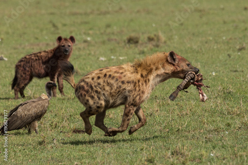 a hyena walks across the grasslands of the Maasai Mara, Kenya with its share of the spoils