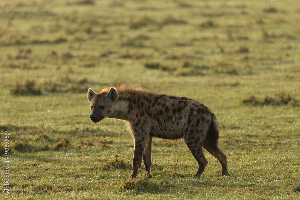 a hyena walks across the grasslands of the Maasai Mara, Kenya a hyena walks across the grasslands of the Maasai Mara, Kenya