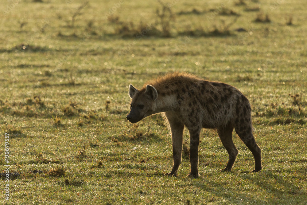 a hyena walks across the grasslands of the Maasai Mara, Kenya