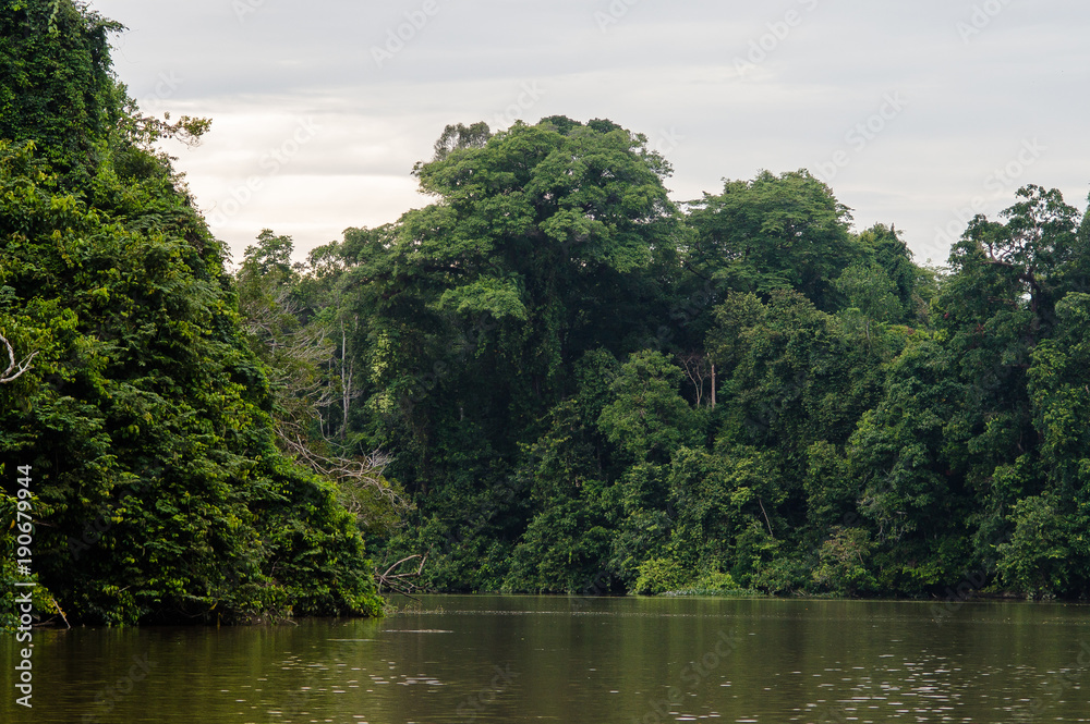 Rainforest along the kinabatangan river, Sabah, Borneo. Malaysia.