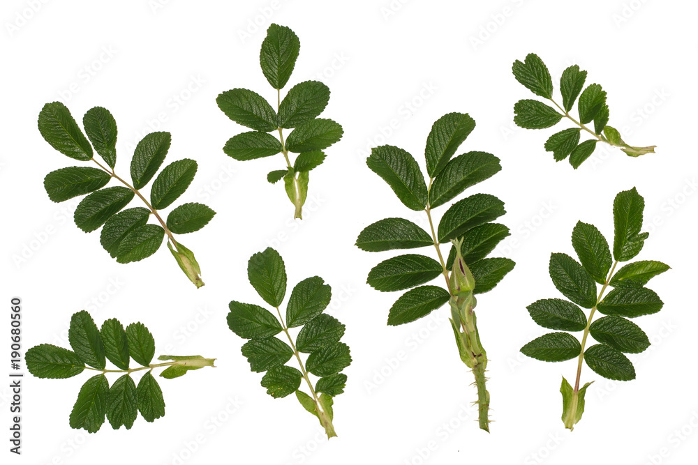 fresh leaves of wild rose, the ingredients for the broth fresh leaves of wild rose, the ingredients for the broth