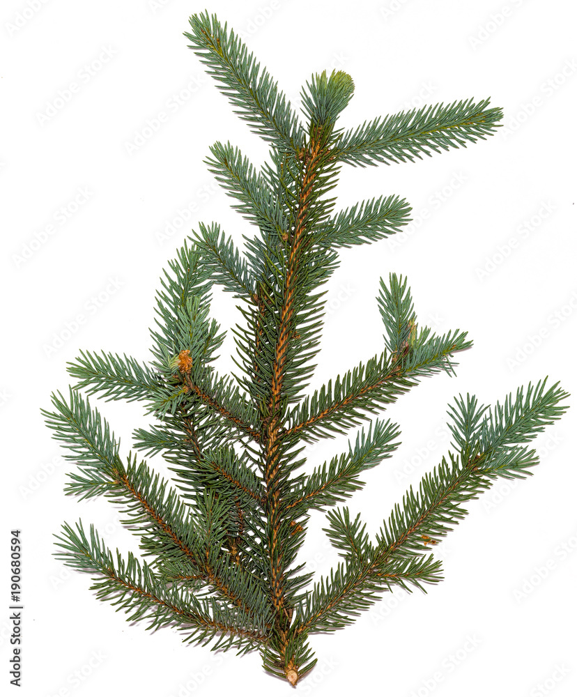 Fir branch on white background. green fir tree twig