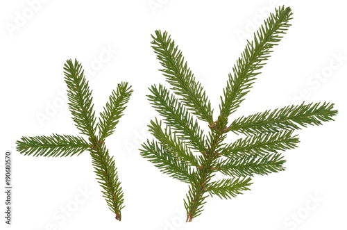 green fir tree twig isolated on white background