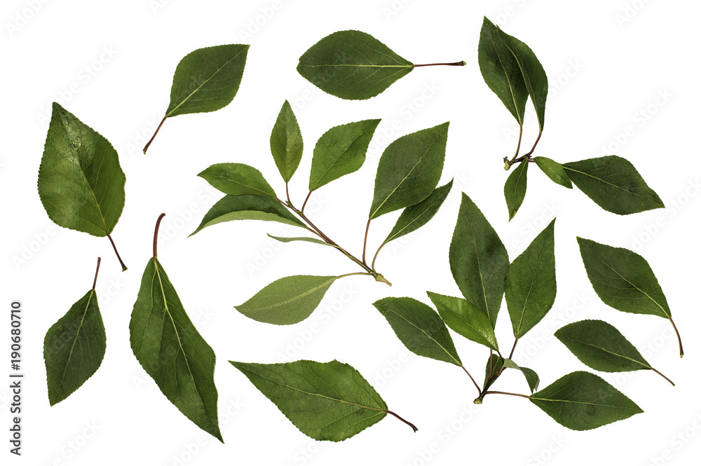 Green leaves of poplar, poplar fragrant, poplar Moscow, isolated on white