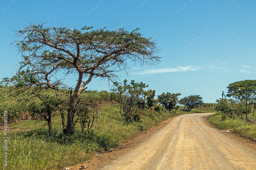 Empty Dirt Road Through Trees and Sugar Cane Plantations