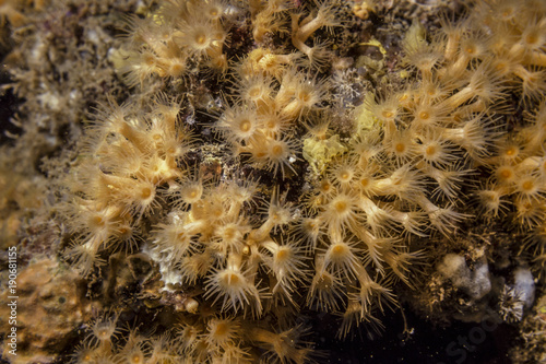 yellow-orange polyps on the reef © MariaTeresa