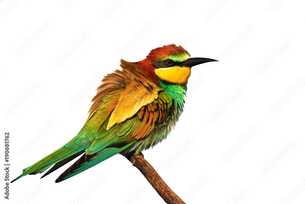 Exotic colored bird isolated on a white background