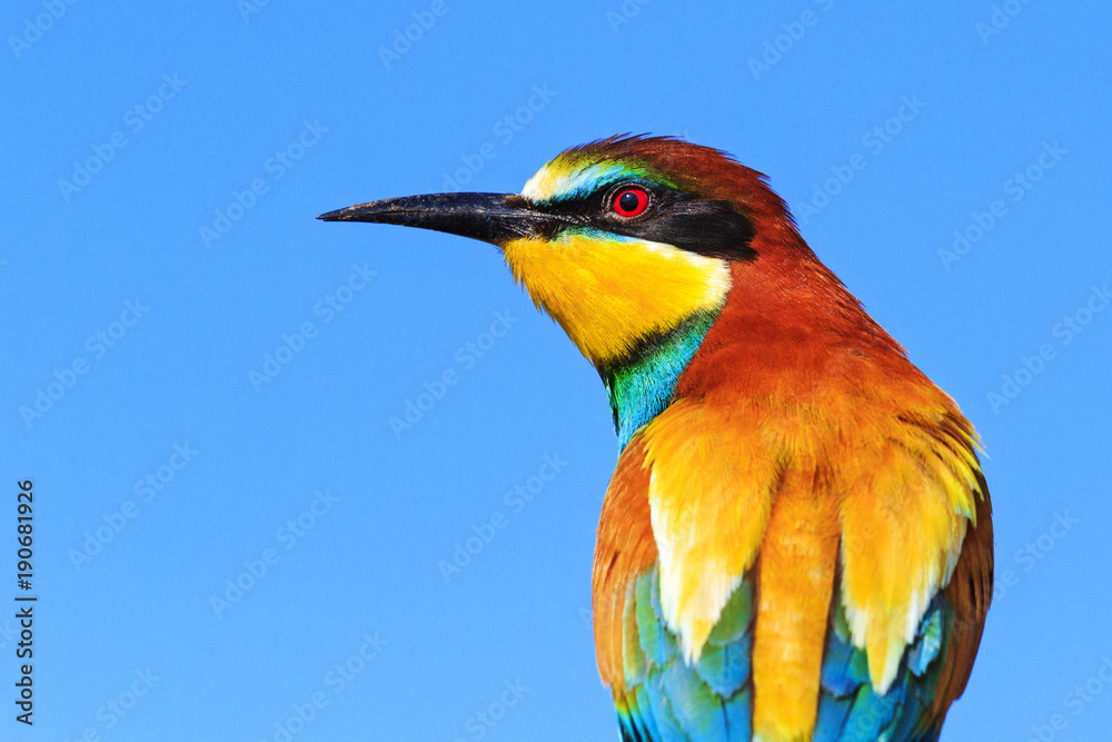 European bee-eater in spring plumage European bee-eater in spring plumage