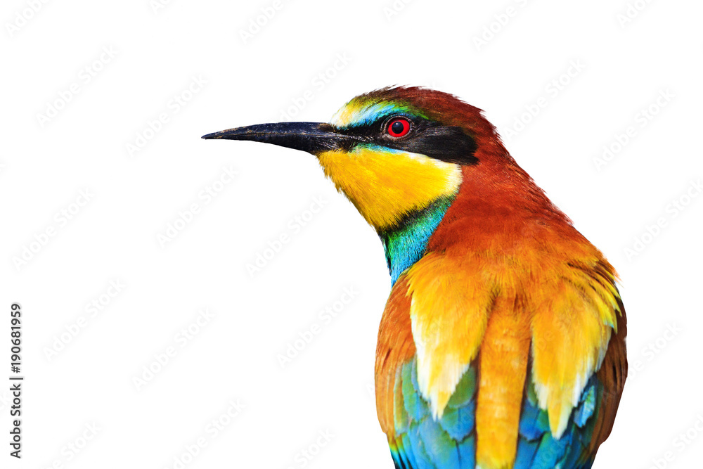 Fototapeta premium European bee-eater isolated on white background