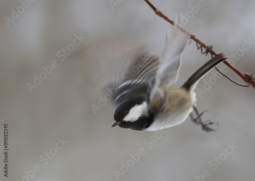 Coal tit is sent to the flight waving his wings