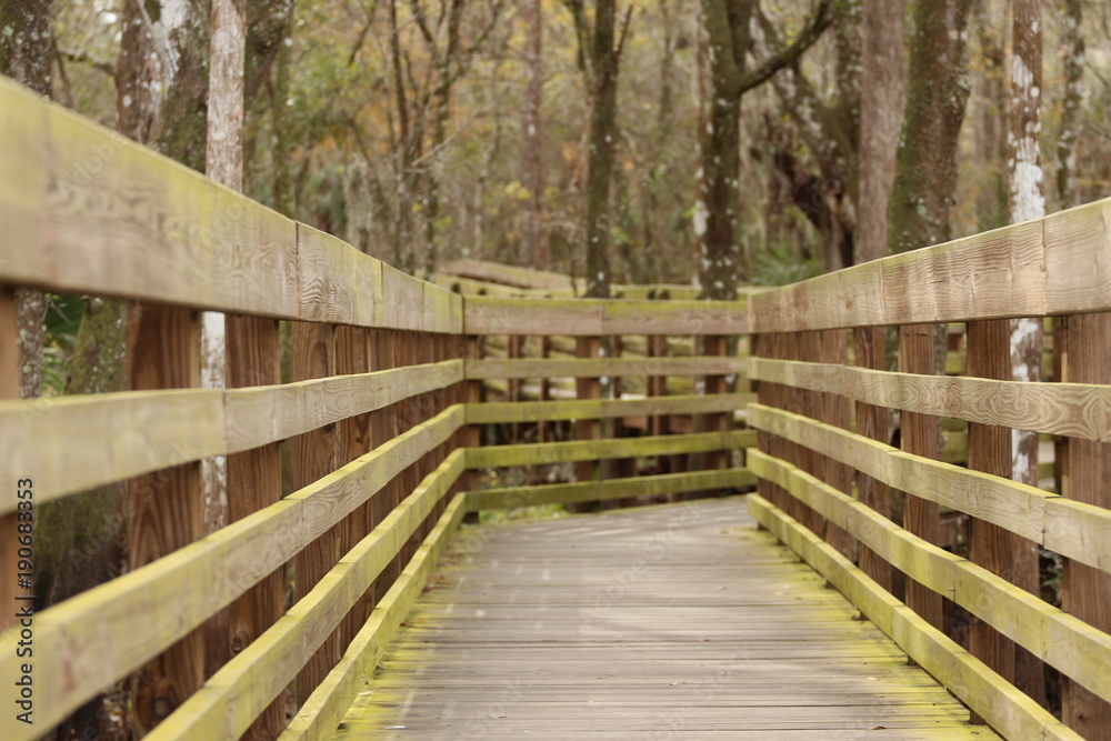 Boardwalk Trail Through the Woods 