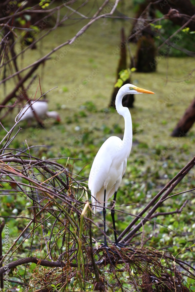 Fototapeta premium Great White Egret / Florida Wildlife 