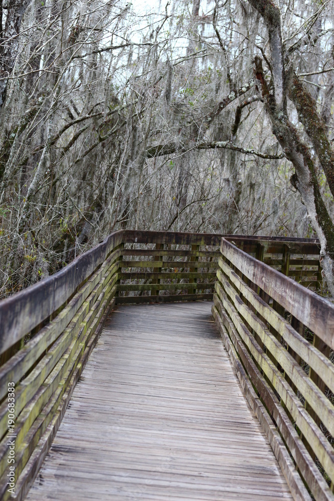 Winter Nature Trail / Boardwalk through the Dead Forest 
