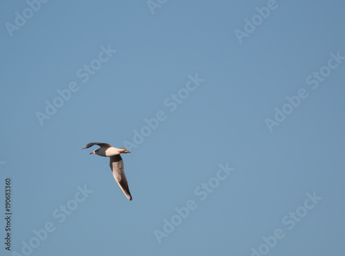 Mediterranean seagull