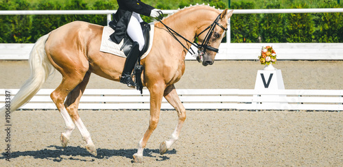 Elegant rider woman and cremello or pearl horse. Beautiful girl at advanced dressage test on equestrian competition. Professional female horse rider, equine theme. Saddle, bridle, boots.
