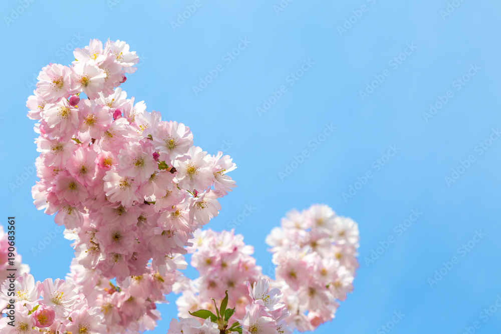 Rosa Kirschblüte (Japanische Kirschblüte) bei schönem sonnigen Wetter Rosa Kirschblüte (Japanische Kirschblüte) bei schönem sonnigen Wetter