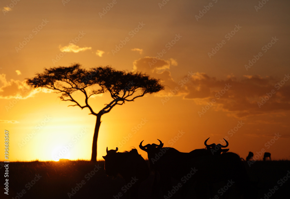 Beautiful sunset  and wildebeests, Masai Mara