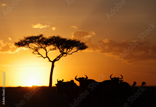 Beautiful sunset and wildebeests, Masai Mara