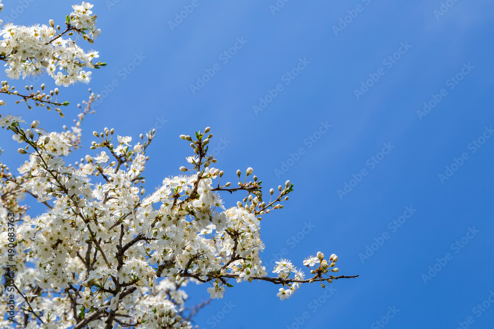 weiße Kirschblüten bei schönem sonnigen Wetter vor blauem Hintergrund weiße Kirschblüten bei schönem sonnigen Wetter vor blauem Hintergrund