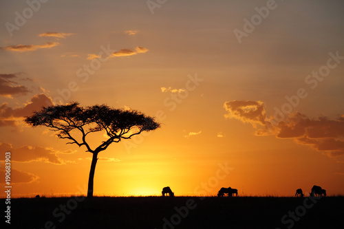 Beautiful sunset at Masai Mara wildlife century