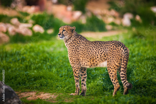 Beautiful Wild Cheetah, Close up