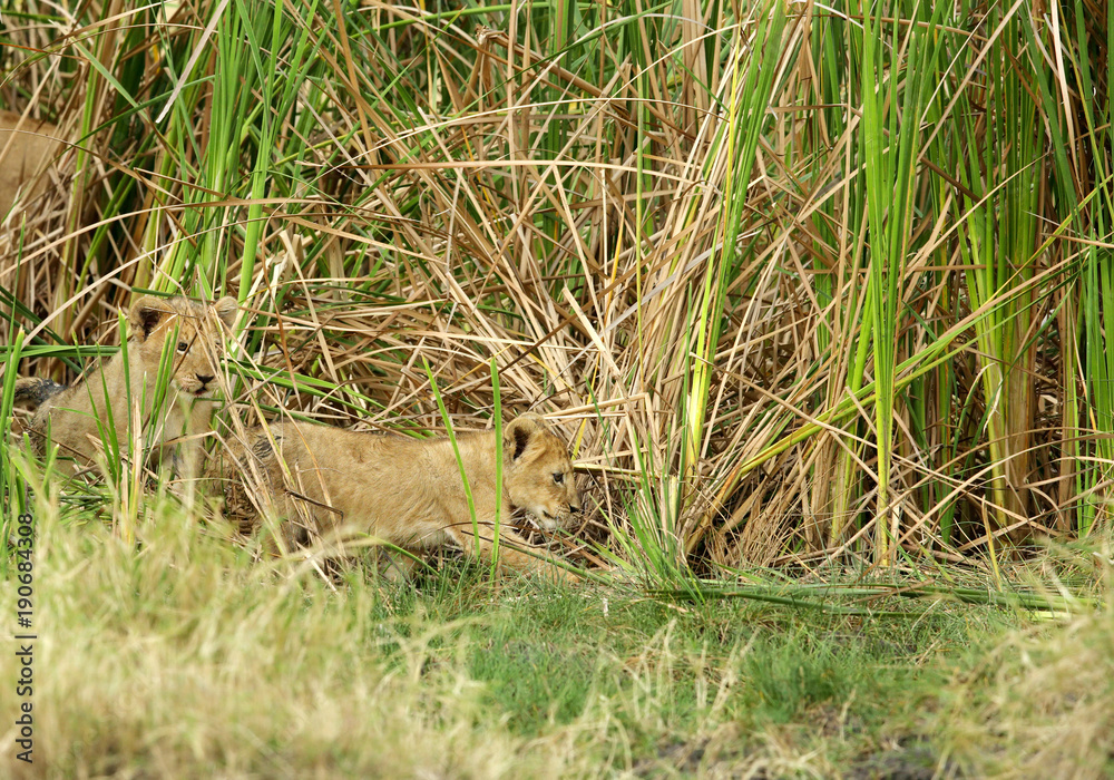 Lion cubs at Masai Mara