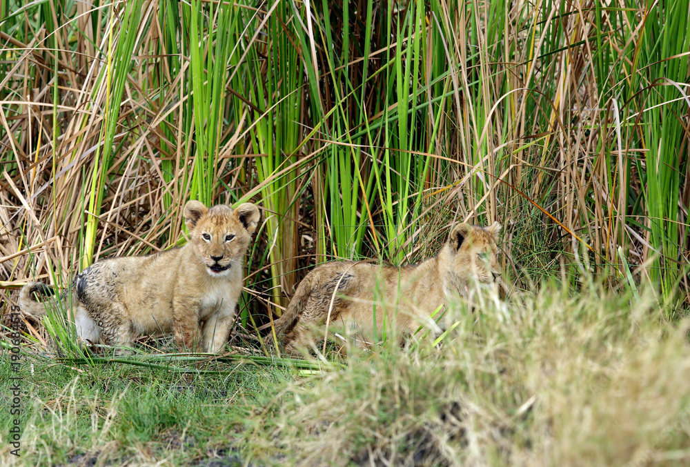 Obraz premium Lion cubs coming out from grasses