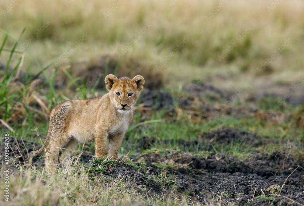 Lion cub, Masai Mara Lion cub, Masai Mara