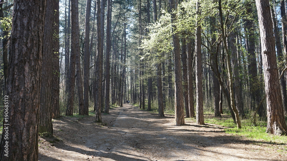 Obraz premium Forest 15