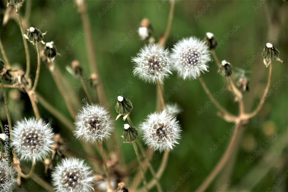 Pusteblume oder Löwenzahn..........