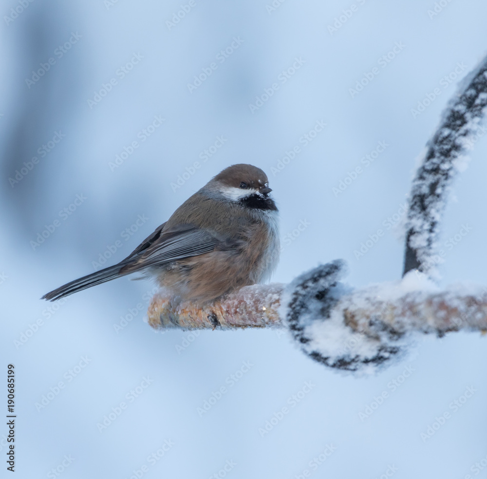 Fototapeta premium Boreal Chickadee