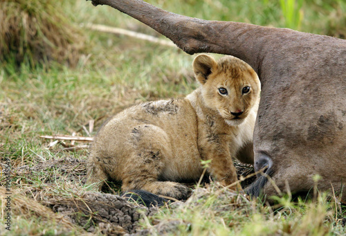 Lion cub near wildebeest carcass photo