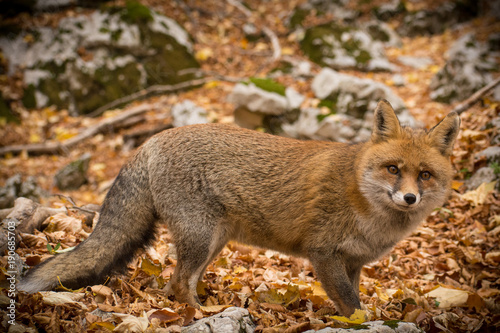 Foto Fox