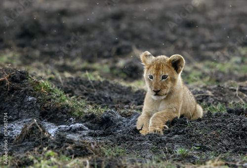 Lion cub resting on black soil
