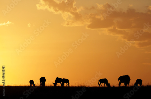 Fototapeta Naklejka Na Ścianę i Meble -  Wildebeests during sunset