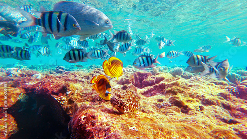Underwater world floating near coral fish